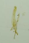 Phyllonorycter issikii