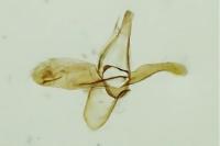 Phyllonorycter insignitella