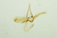 Phyllonorycter insignitella