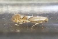 Phyllonorycter maestingella