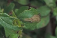 Cosmopterix pulchrimella