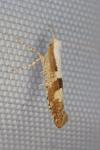 Argyresthia gr. pruniella