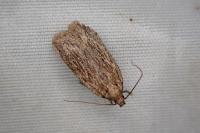Depressaria