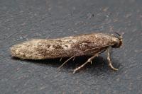 Gelechia sororculella