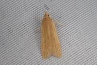 Helcystogramma rufescens