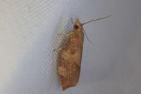 Pandemis heparana