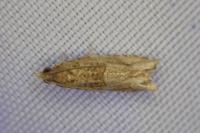 Rhopobota naevana