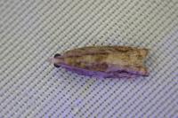 Rhopobota naevana