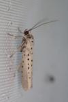 Yponomeuta sedella