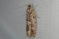 Zeiraphera isertana