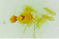 Aethes margarotana
