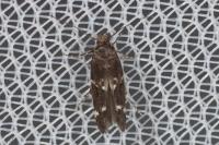 Mompha subbistrigella