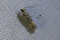 Nemapogon