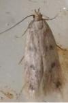 Borkhausenia nefrax