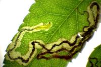 Stigmella anomalella