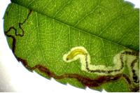 Stigmella anomalella