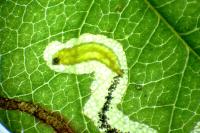 Stigmella anomalella