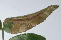 Coptotriche angusticollella