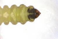 Coptotriche angusticollella