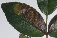 Ectoedemia angulifasciella