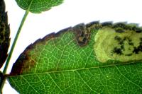 Ectoedemia angulifasciella