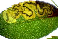 Ectoedemia angulifasciella