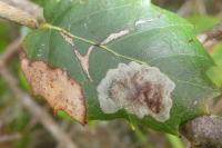 Phyllonorycter belotella
