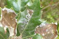 Acrocercops brongniardella