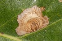 Tischeria decidua