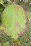 Lyonetia clerkella