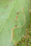 Lyonetia clerkella