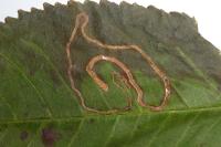 Lyonetia clerkella