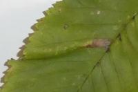 Phyllonorycter tristrigella