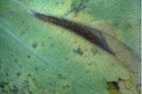 Phyllonorycter tristrigella
