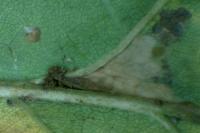 Ectoedemia subbimaculella