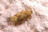 Archips xylosteana