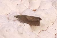 Dichrorampha simpliciana
