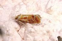 Rhyacionia buoliana