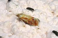 Rhyacionia buoliana