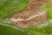 Phyllonorycter harrisella