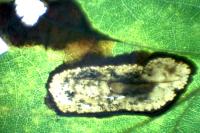 Phyllonorycter harrisella