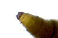 Phyllonorycter harrisella