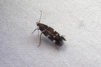 Eteobalea