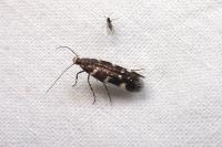Eteobalea