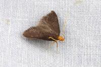 Eurodachtha pallicornella