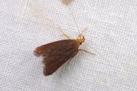 Eurodachtha pallicornella