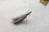 Pleurota gallicella