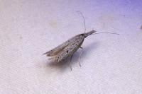 Pleurota gallicella