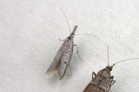Pleurota gallicella