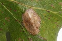 Phyllonorycter messaniella